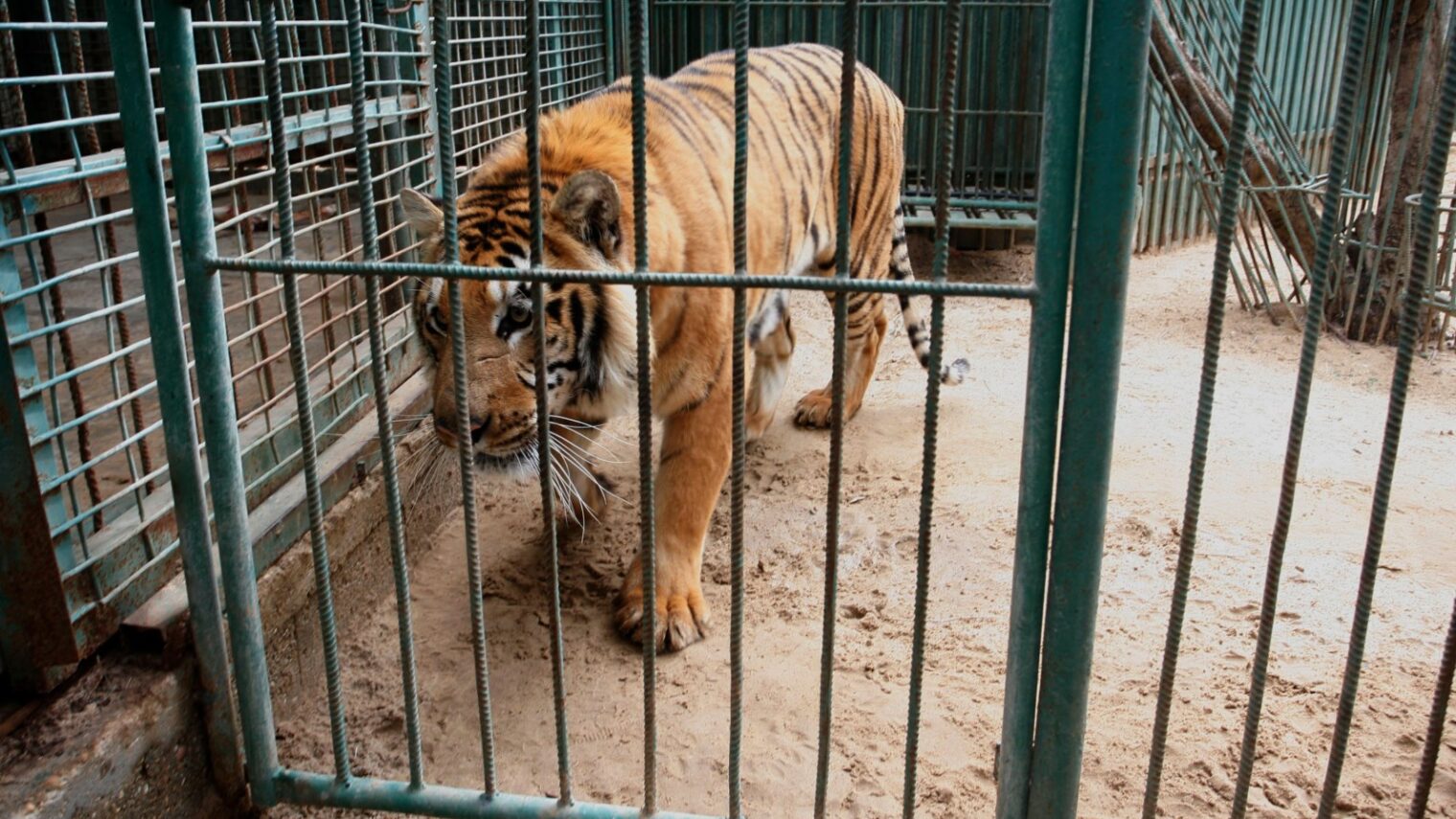 Israeli animal charity sends aid to Gaza zoo - ISRAEL21c