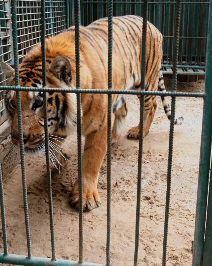South American tiger in a Gaza zoo. Photo by Abed Rahim Khatib/Flash90