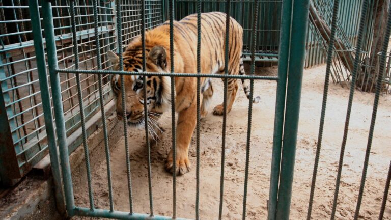 South American tiger in a Gaza zoo. Photo by Abed Rahim Khatib/Flash90