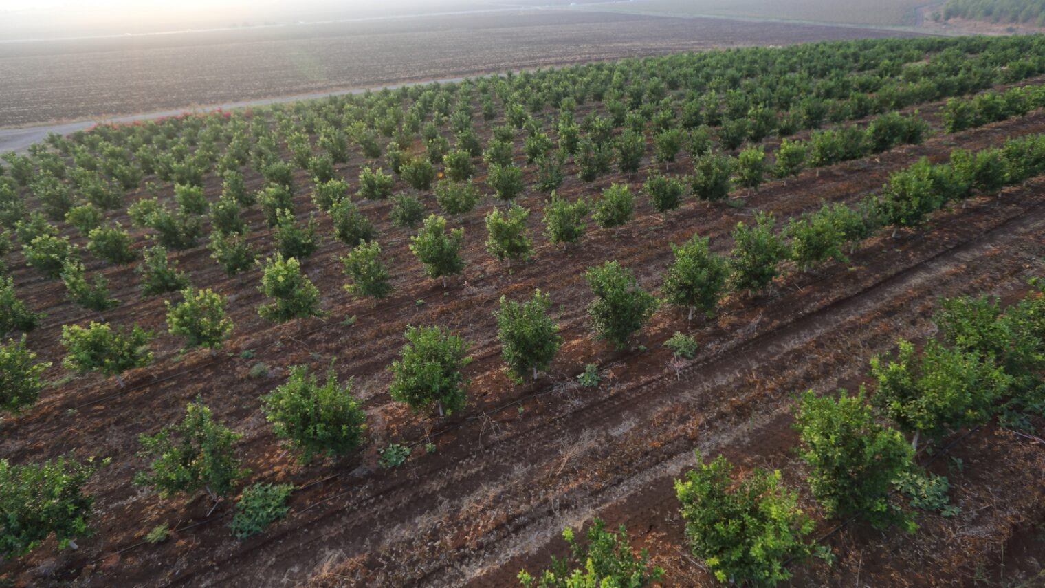 an orchard in the Jezreel Valley in Lower Galilee, July 15, 2013. Photo by Yaakov Naumi/FLASH90