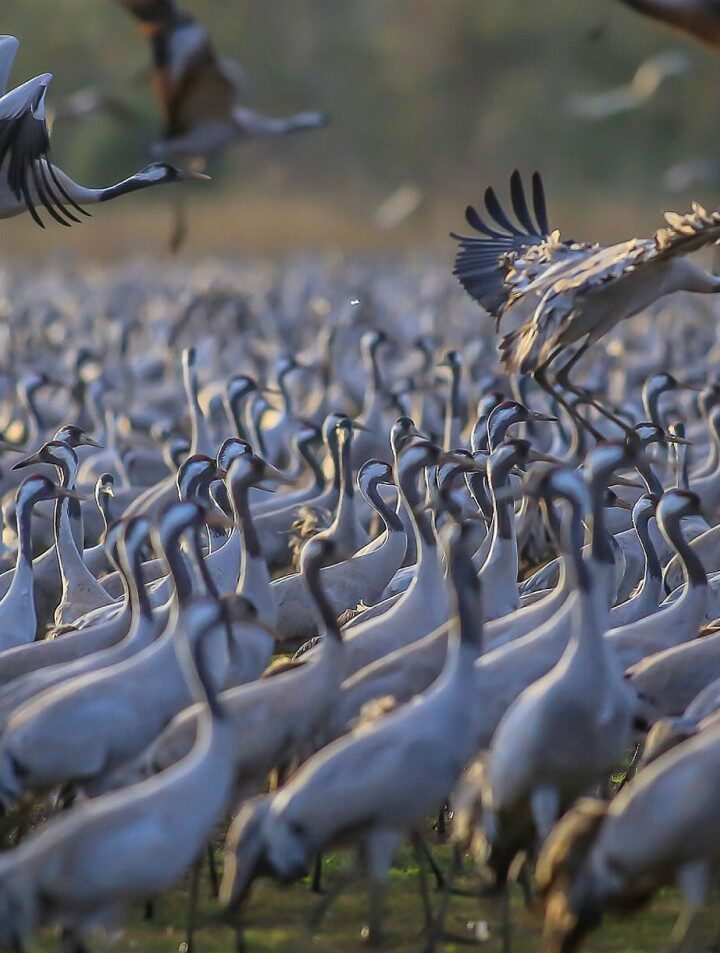 Migrating birds at Hula Valley. Photo by Flash90