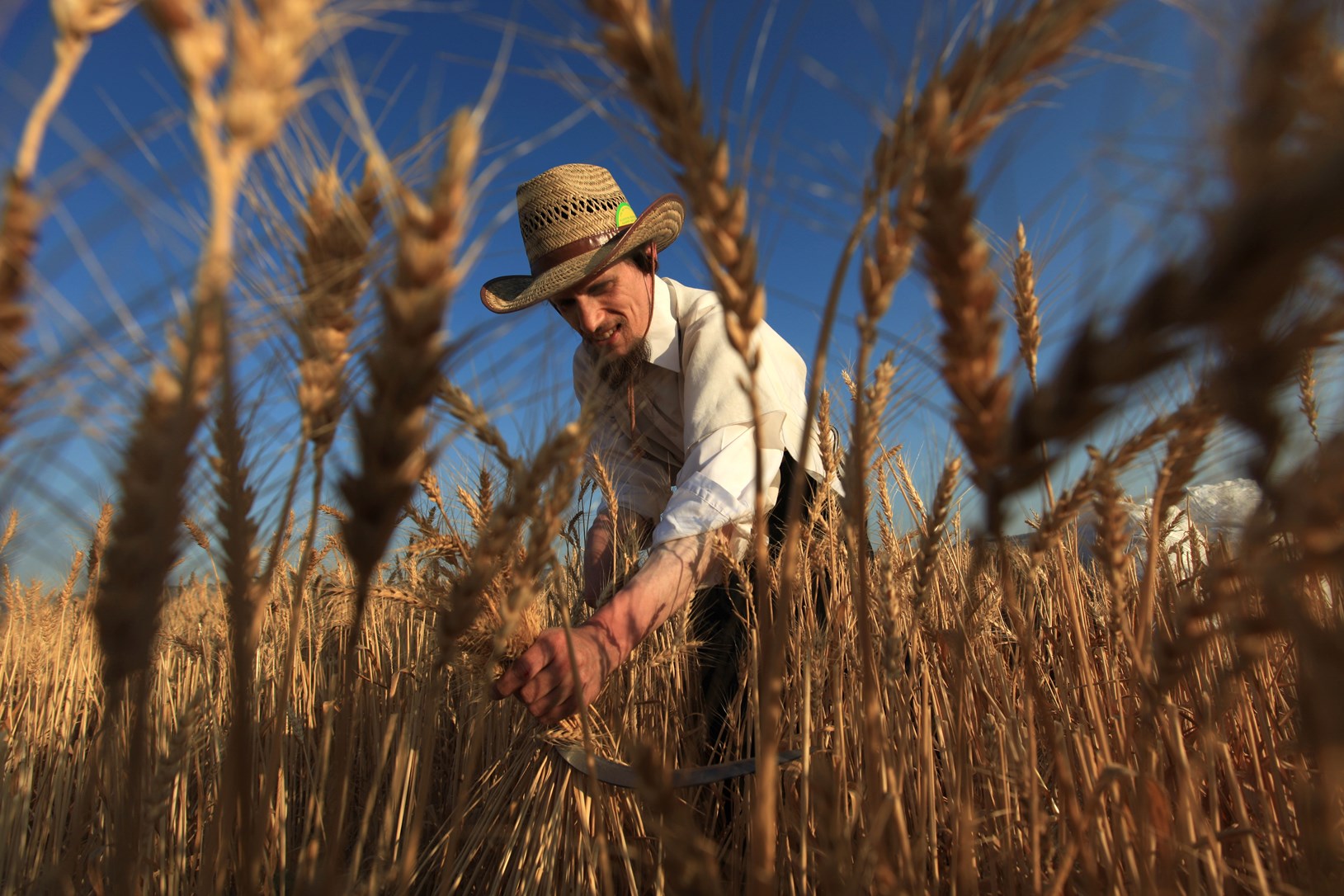 Harvesting wheat in Modi'in. Photo by Nati Shohat/FLASH90