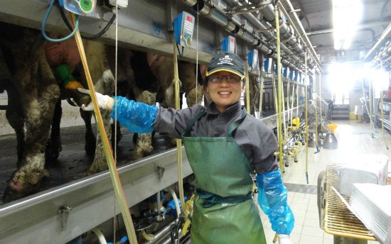 A Chinese dairy farm worker using AfiMilk equipment.