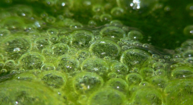 Algae make a “carbon-neutral” biofuel.