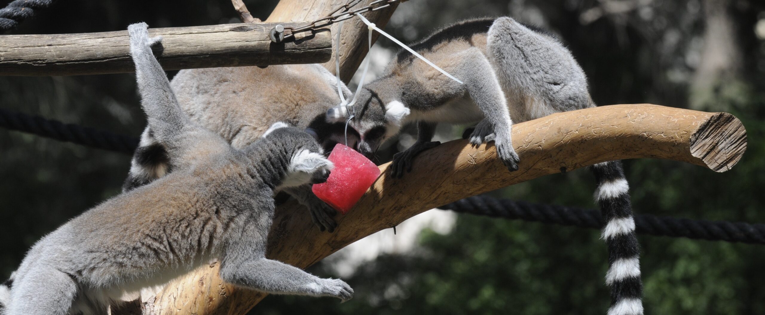 Lemurs at the Ramat Gan Safari beat the heat with popsicles.