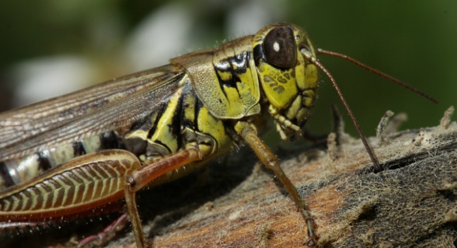 Grasshopper emotions affect the soil in which they live.