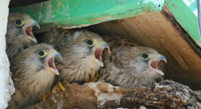 Some 29 nesting pairs in Alona are giving birth to the next generation of lesser kestrels.