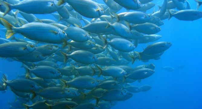 A shoal of bream fish in the Mediterranean via Shutterstock.*