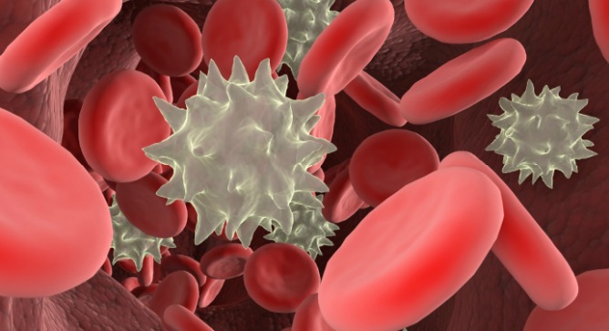 Not all white blood cells are created equal. Image via www.shutterstock.com