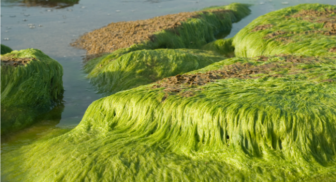 Seaweed was used in past centuries to alleviate a host of ailments. Photo by www.shutterstock.com