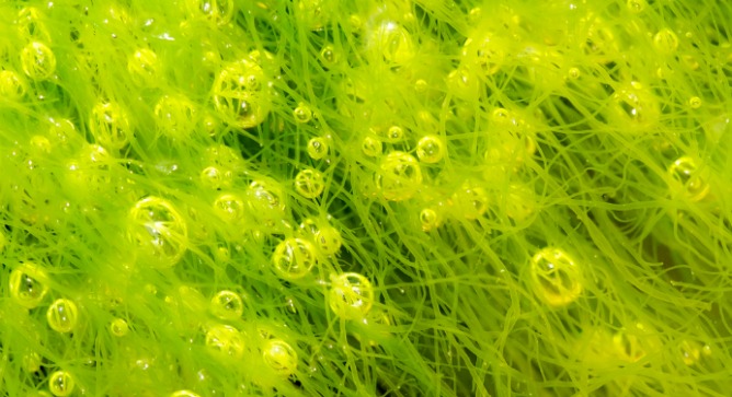 Israeli innovation is turning algae into a range of vital new products. Photo by www.shutterstock.com