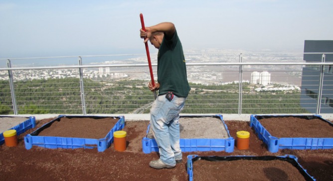 Garden with a view: Some 48 experimental modules are planted on the University of Haifaâ€™s Green Roofs Ecology Center.