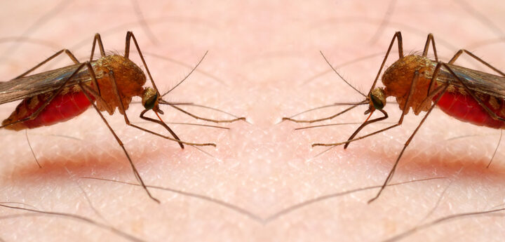 Not just a mosquito bite - the Anopheles mosquito transmits a deadly parasite that causes malaria. (Shutterstock)