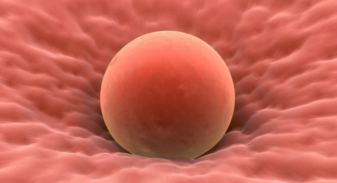 A human egg cell. Image via Shutterstock.com