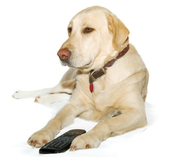 Paw on the remote: DogTV is scientifically programmed to keep pooches stimulated, happy and comforted when they’re home alone. (Shutterstock)