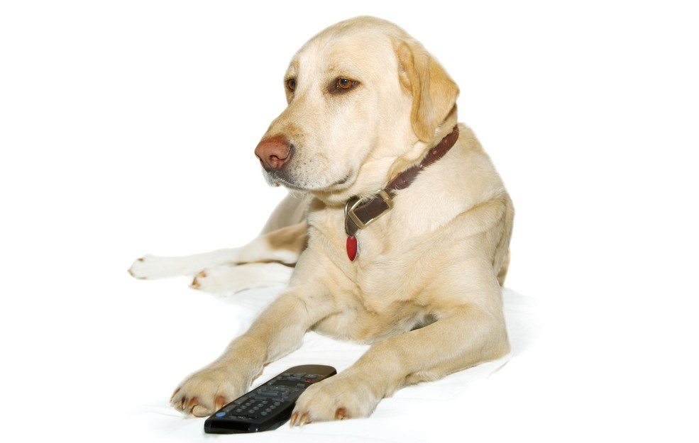 Paw on the remote: DogTV is scientifically programmed to keep pooches stimulated, happy and comforted when they’re home alone. (Shutterstock)