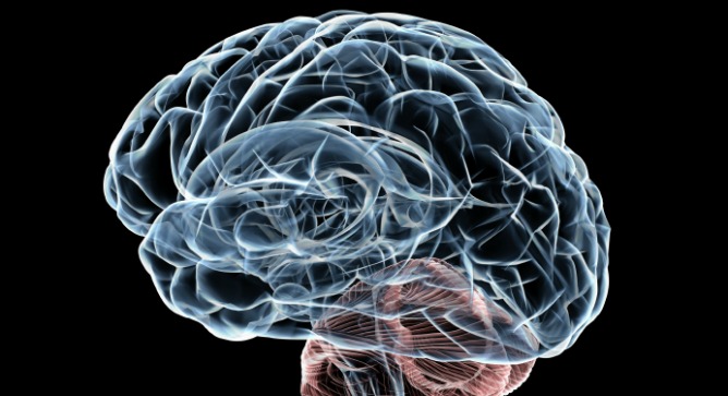 The Human Brain Project will pool information to build supercomputer models and simulations. Image via Shutterstock.com