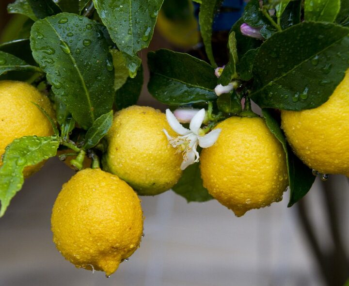 An Israeli discovery thwarts fungi from devastating and drying out lemon groves. (Shutterstock.com)