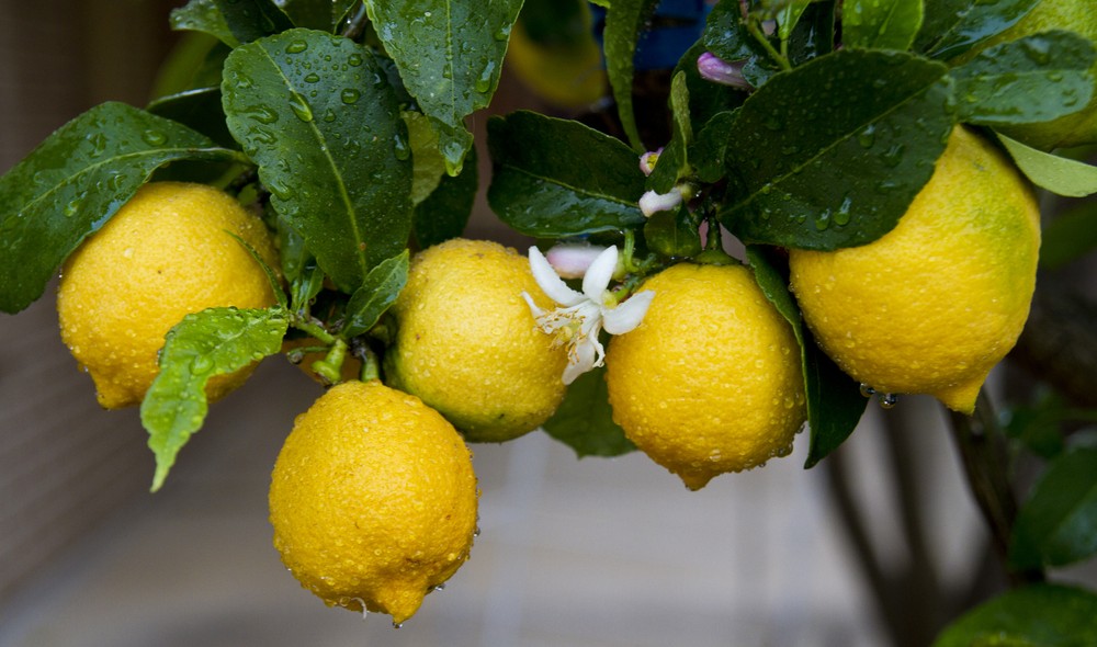 An Israeli discovery thwarts fungi from devastating and drying out lemon groves. (Shutterstock.com)