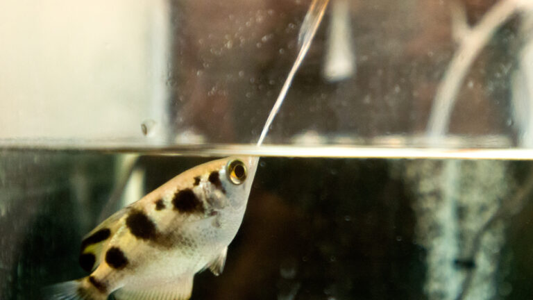 Archer fish shooting at a target above the water level in the lab of Prof. Ronen Segev. (Photo: Dani Machlis/BGU)
