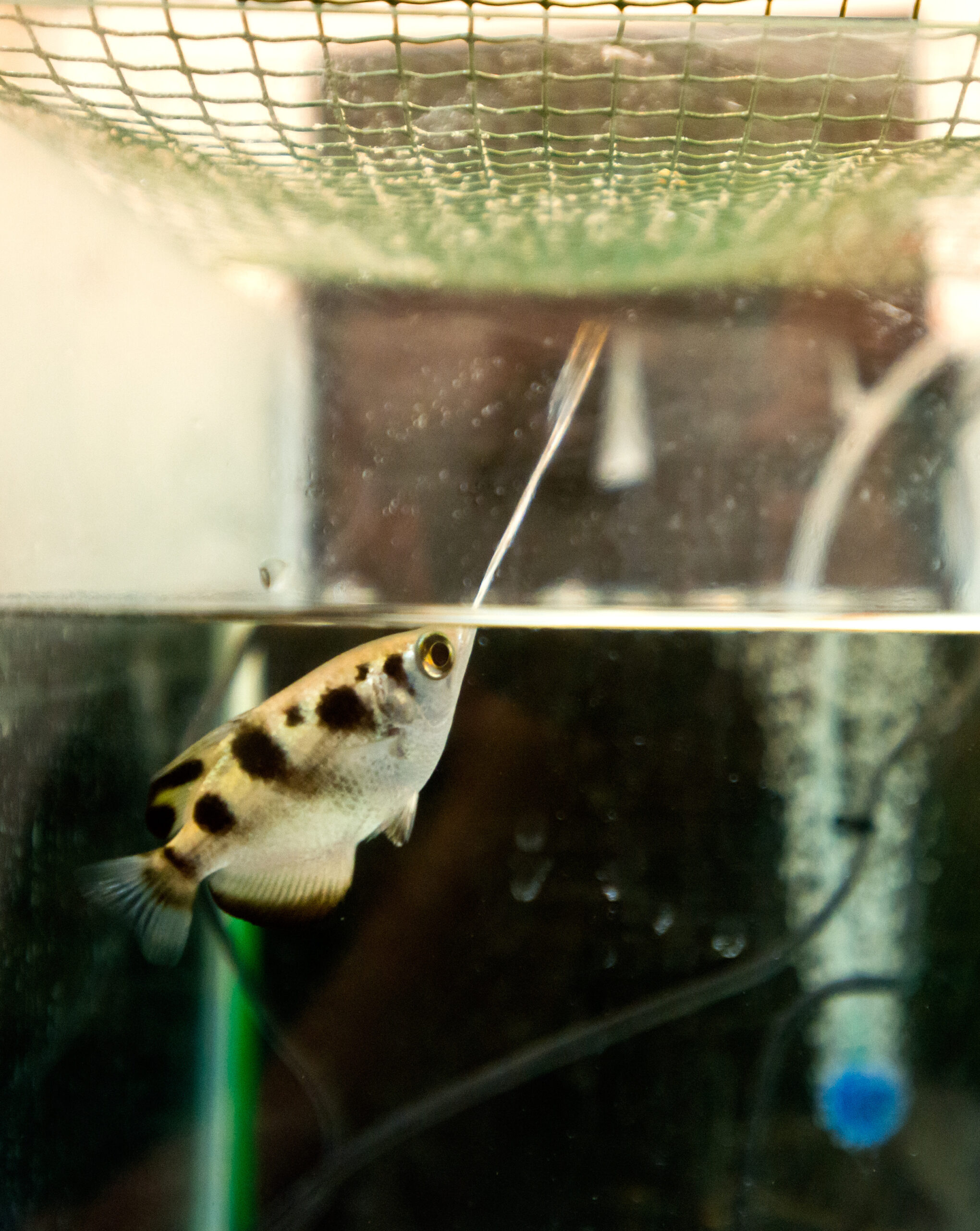 Archer fish shooting at a target above the water level in the lab of Prof. Ronen Segev. (Photo: Dani Machlis/BGU)