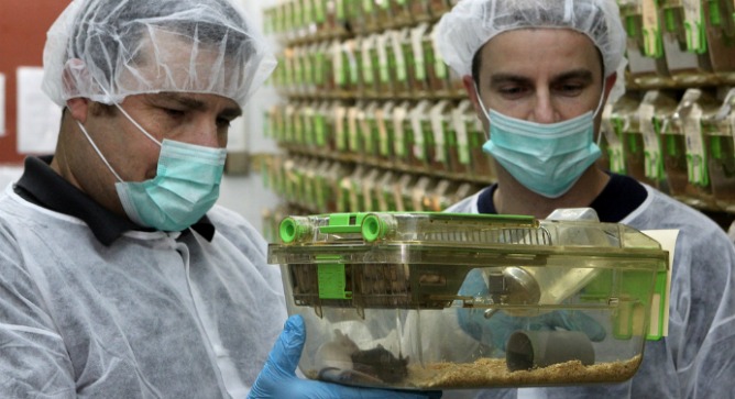 Dr. Haim Cohen, left, and Dr. Yariv Kanfi in their Bar-Ilan University lab with the famous long-lived mice. Photo by Yoni Reif