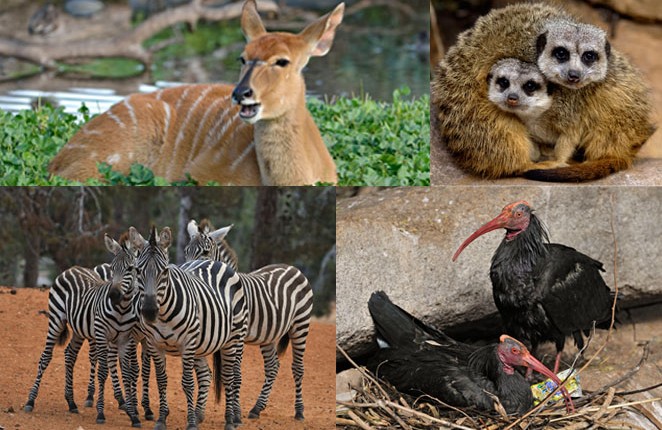 Ramat Gan Safari is sending zebras, antelopes, meerkats and ibises, among other animals, to a new home in Izmir, Turkey. (Tibor Jager)