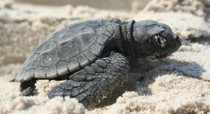 Will he make it to the sea? With help from the Israel Sea Turtle Rescue Center his chances are much higher.