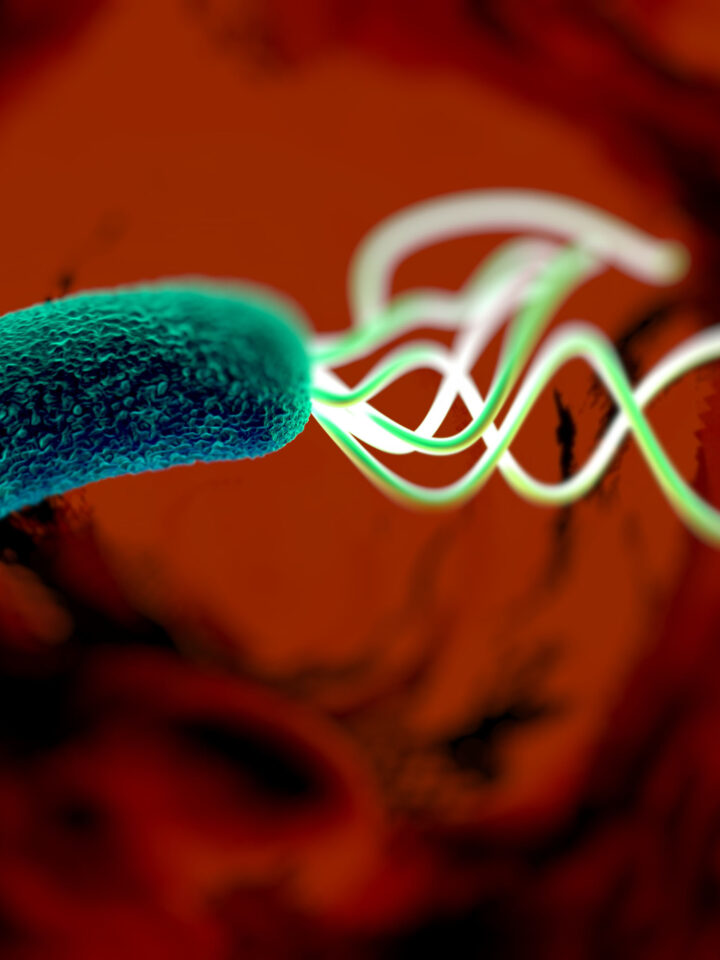 H. pylori bacteria are a major cause of peptic ulcers and stomach cancer. Photo via Shutterstock.com