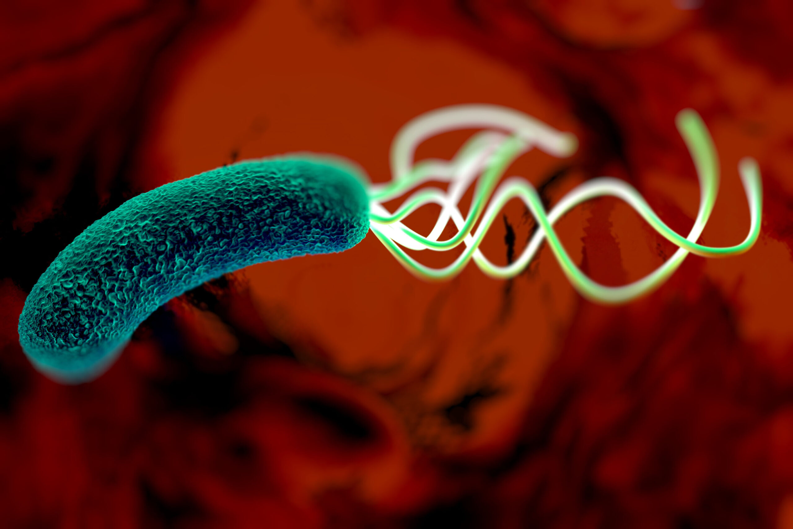 H. pylori bacteria are a major cause of peptic ulcers and stomach cancer. Photo via Shutterstock.com
