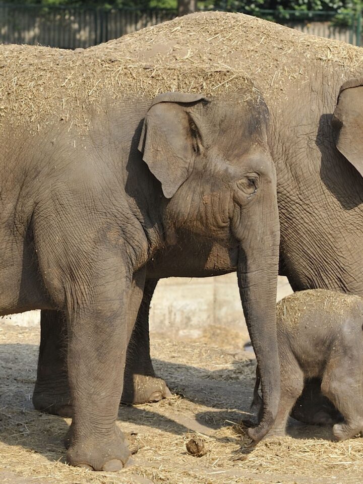 Israeli-born Latangi is the third generation of Asian elephants living at the Ramat Gan Safari. (Tibor Jager)