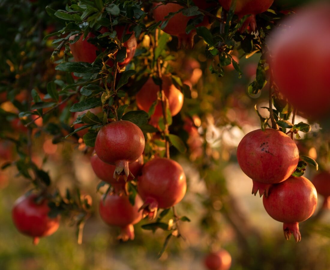 Pomegranate trees in Kfar Achim, Israel. Photo by Mila Aviv/FLASH90