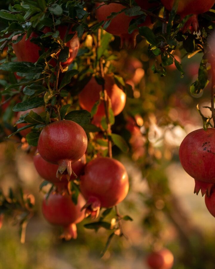 Pomegranate trees in Kfar Achim, Israel. Photo by Mila Aviv/FLASH90