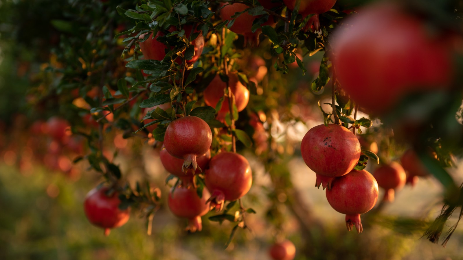 10 great reasons to love the pomegranate - ISRAEL21c
