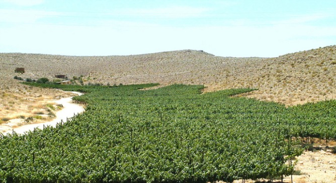 Carmey Avdat vineyards. Photo by Tal Gluck