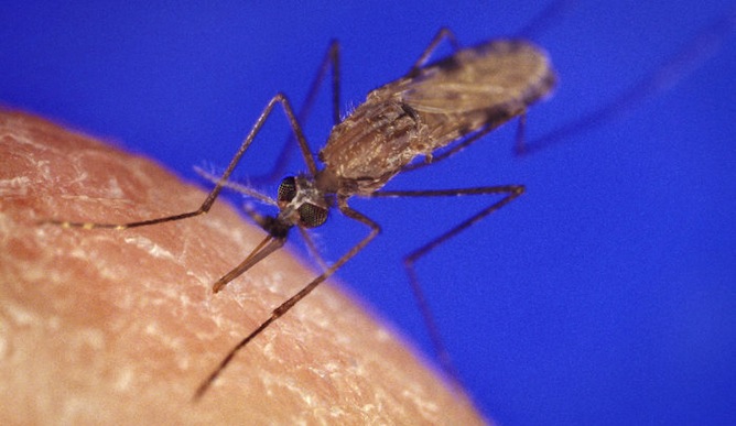 The anopheles mosquito carries malaria-causing parasites. Photo courtesy of the US Centers for Disease Control and Prevention)