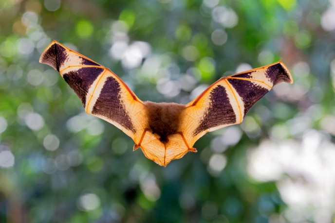 Reciprocal eavesdropping can beckon hungry bats from several hundred feet away. (Shutterstock)