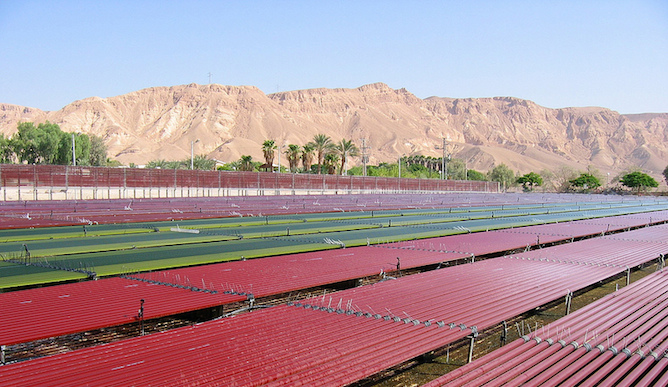 Israel’s Algatechnologies mass-produces microalgae in the desert to produce astaxanthin, a powerful and natural antioxidant.