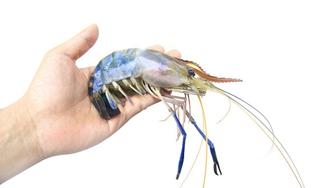 When raised in a single-sex environment, male prawns yield a higher harvest.
