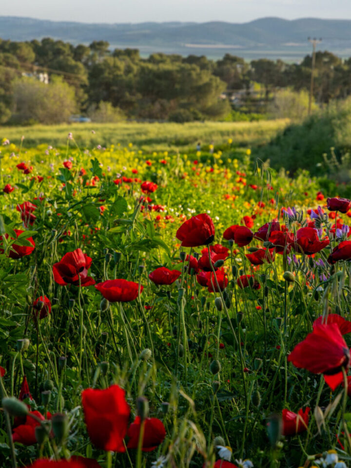 Red poppies blooming near Kibbutz Yifat in northern Israel on April 16, 2019. Photo by Anat Hermony/Flash90