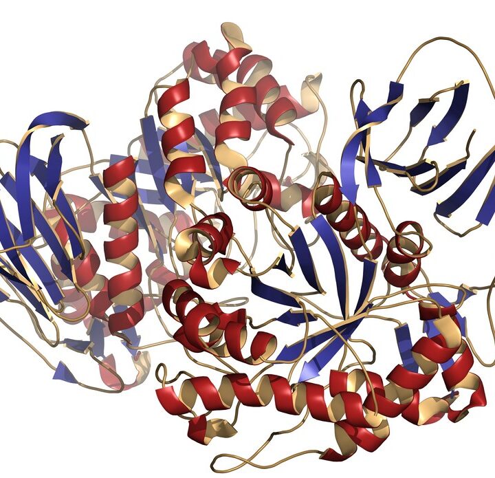 Gaucher disease victims have a deficiency in Glucocerebrosidase (beta-glucosidase) enzyme molecule. (Shutterstock)