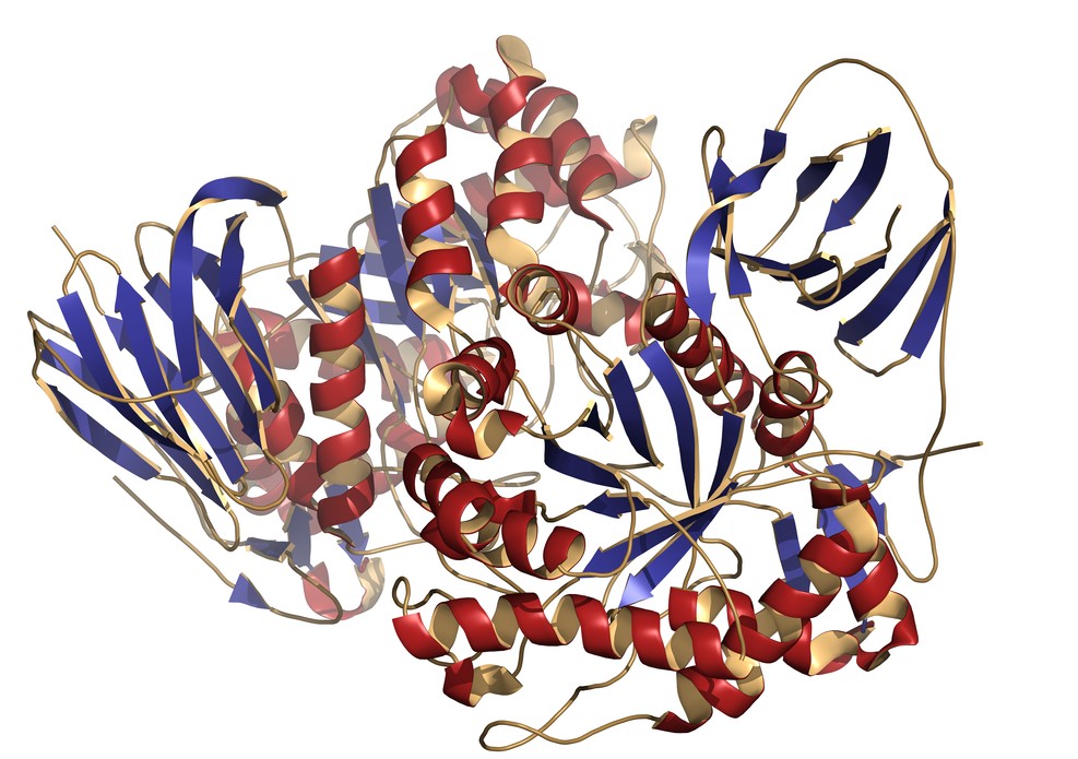 Gaucher disease victims have a deficiency in Glucocerebrosidase (beta-glucosidase) enzyme molecule. (Shutterstock)