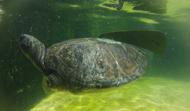 The handicapped turtle could drown without his prosthetic flipper.
