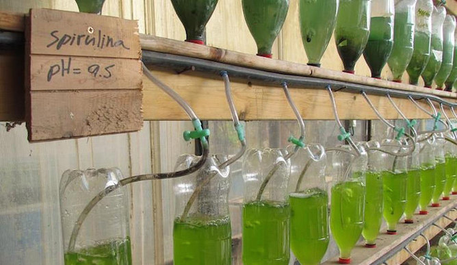 Spirulina-growing experiment at the Greenhouse.