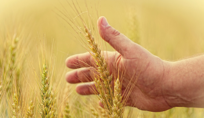 Wheat is one of the endangered crops. Image via Shutterstock.com
