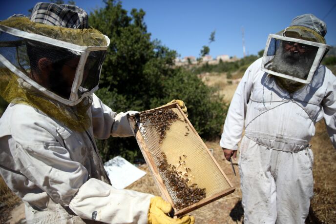 From left, beekeepers at Hebron Honey tend their honeycombs. Photo by Nati Shohat/FLASH90