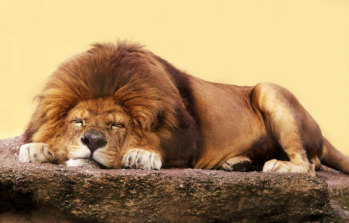 We bet even this sleeping lion has clicked on the Israel Police cover of the song. Image via Shutterstock.com