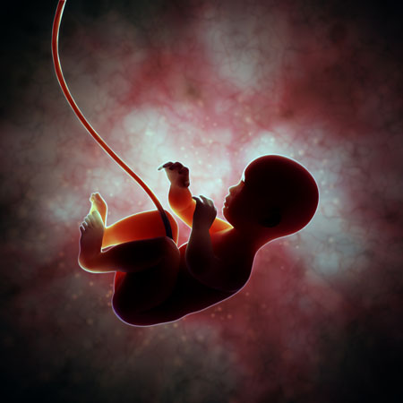 Weizmann Institute researchers have revealed in unprecedented detail the dynamics of the flow of fluids within the placenta. (Shutterstock)