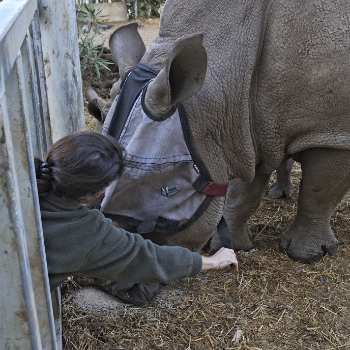 Neta Gueta of the Zoological Center of Tel Aviv-Ramat Gan puts a face mask on Tanda the rhino. (Tibor Yager/Ramat Gan Safari)