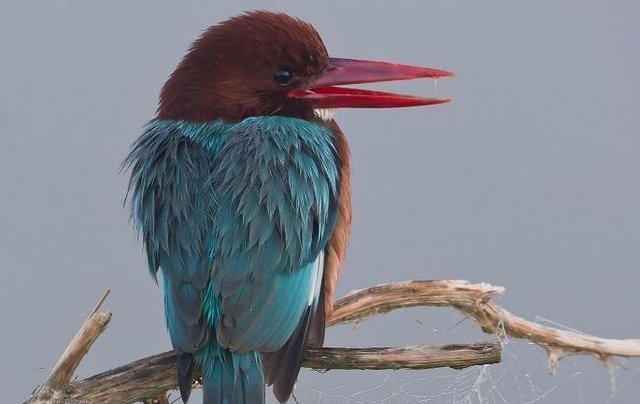Pic of the Week – Kingfisher
